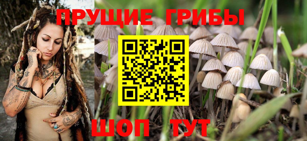 Тверь  Галлюциногенные грибы Psilocybine cubensis  Псилоцибиновые грибы Psilocybine cubensis  Вход с VPN 